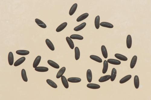 Nephrotoma submaculosa